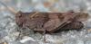 243619 – Photo : Christian Berquer – France (05)